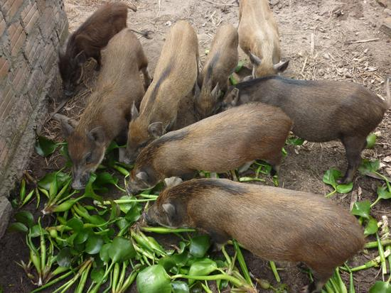 Ăn thịt lợn rừng có tác dụng gì?